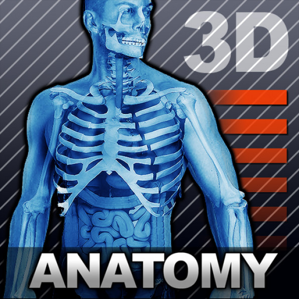3-D body diagram