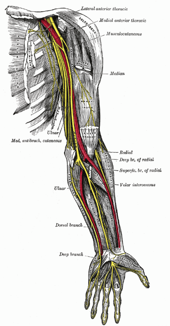 Nerves of the arm
